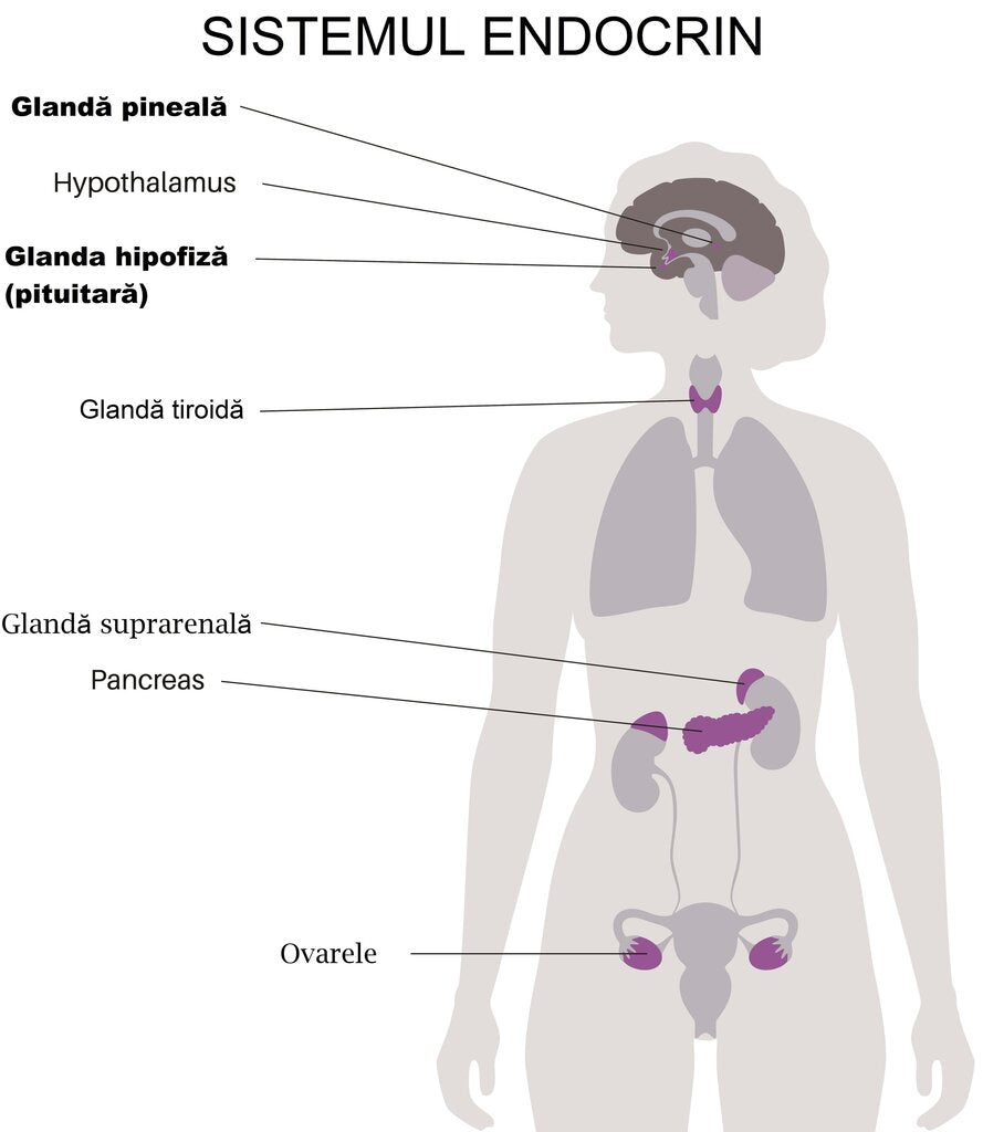 Hormonii: tipuri, funcții și impact asupra vieții - Un ghid cuprinzător